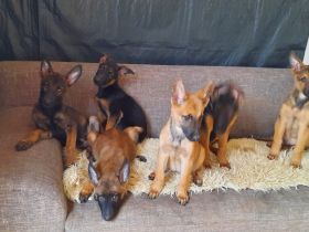 Malinois schäferhund welpen