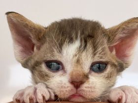 Wundervolle Devon Rex Kitten