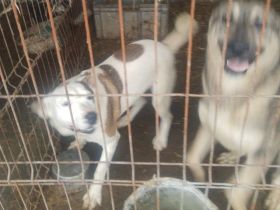 Das Tierheim mit 700 Hunden ist übervoll. Wir versuchen ein paar Hunde da zu retten. Wir suchen ein