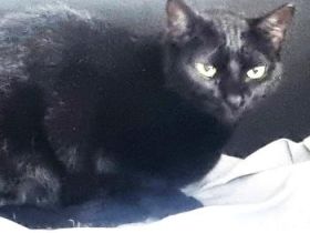 Wanda, Katzenerfahrung erwünscht