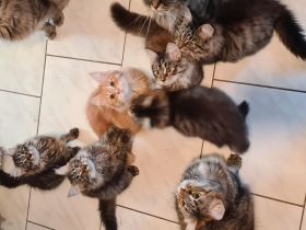 Sibirische Kitten mit Papiere zu verkaufen