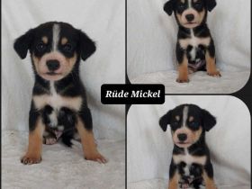 Goldencollie Aussiedor/ Goldencollie Aussller Welpen/ Familienhunde