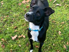 Deckrüden aus Berlin und Umgebung gesucht