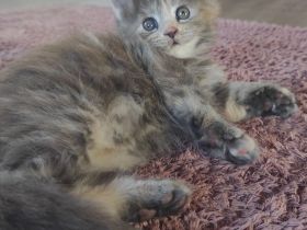 Maine Coon Püppi mit Stammbaum