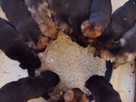 1 Welpenrüde - ca 16 Wochen - Chip - 2-fach-Impfung - regelmäßig entwurmt - Schäferhund/Labradormix