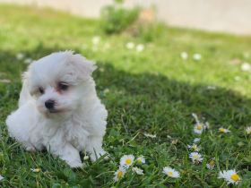 Mini Malteser Welpe