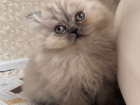 Britischkurzhaar kittrn babys