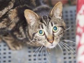 Ipanema, FIV positiv