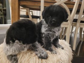 Unsere Welpen Suchen Ein neues Zuhause