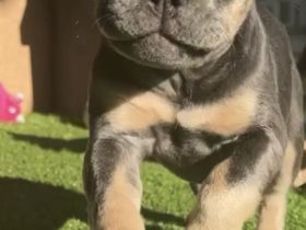 French Bulldog Blue Tan