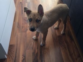 Hund sucht ab sofort neues Zuhause