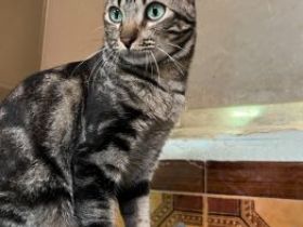 Pon,  Katzenerfahrung von Vorteil