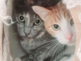 Tara und Daichi, schüchtern und FeLV positiv