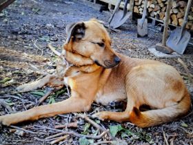 Mischling Hündin sucht dringend schönesZuhause!!!