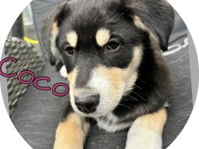 Australian Shepherd-Husky Welpen