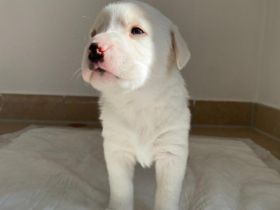 6 Labrador mischlings Welpen