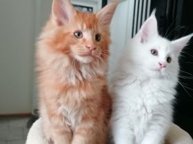 Zauberhafte Maine Coon Kitten abzugeben