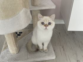 BKH Black Silver Shaded