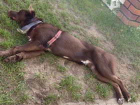 Fritz sucht neues nettes Zuhause