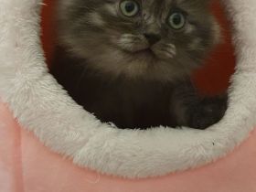 Katzen baby männlich