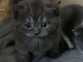 BKH Kitten zu verkaufen