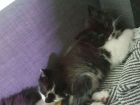 Ab Mai junge EKH-MIX Kätzchen abzugeben!