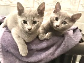 von Rinke Blue - mit Stammbaum - Russisch Blau