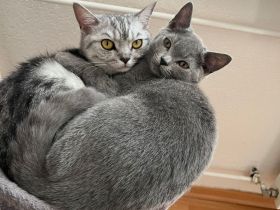 BKH Kitten abgabebereit