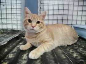 Perseus, FIV positiv