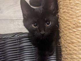 Europäisch Kurzhaar Kätzchen