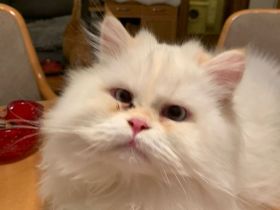 Zwei Perser Jungkater nur zusammen