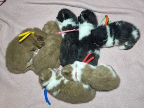 ❤ BKH Kitten, mit Stammbaum.❤