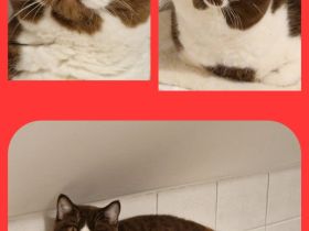 ❤ BKH Kitten, Wurfankündigung Stammbaum.❤