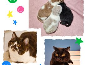 ❤ BKH Kitten, mit Stammbaum.❤