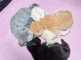 ❤ BKH Kitten, geimpft und gechipt mit Stammbaum.❤