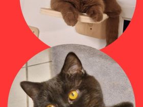 ❤ BKH Kitten, mit Stammbaum.❤