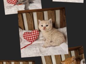 ❤ BKH Kitten, Wurfankündigung  Stammbaum.❤