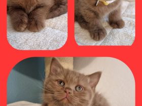❤ BKH Kitten, Wurfankündigung Stammbaum.❤