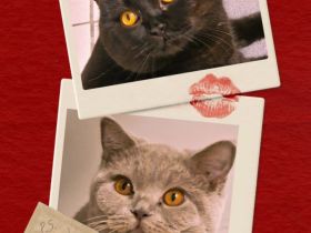 ❤ BKH Kitten, Wurfankündigung Stammbaum.❤