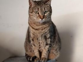 Mishi