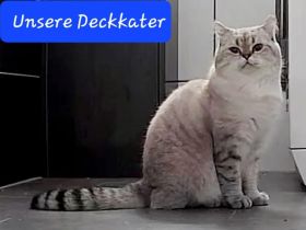 Deckkater mit Videoüberwachung
