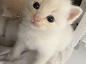 Wunderschöne Ragdollkitten mit Stammbaum in Point, Mink und Solid