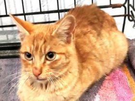 Susumu und Nanami, FeLV positiv