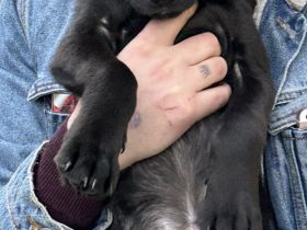 Mischlingswelpe Labrador/Schäferhund