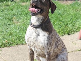 Stella  sucht eine aktive Familie