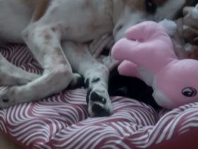 Anhänglicher Mischlingsrüde 6 Jahre alt