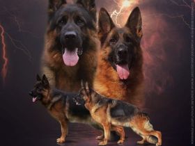 Reinrassige kleine Hündin sucht ein Zuhause