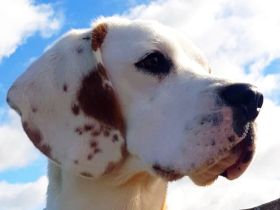 Reinrassiger Beagle Deckrüde