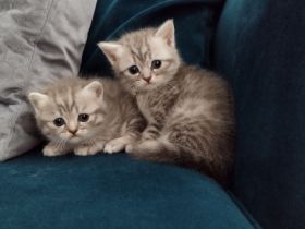 BKH Katzen Kitten reinrassig