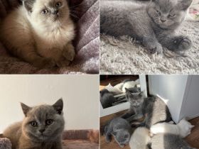 BKH Kitten entwurmt/geimpft